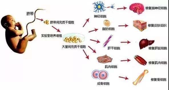 新生儿干细胞储存