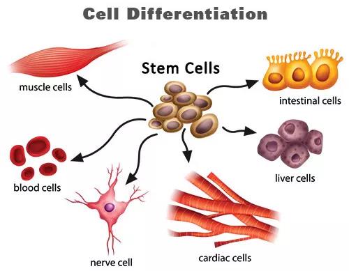 干细胞真的能治病吗？