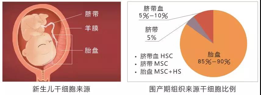 而如今，医学界又提出胎盘、脐带间充质干细胞使用无需配型的说法，这所谓的“配型”，究竟指的是什么？