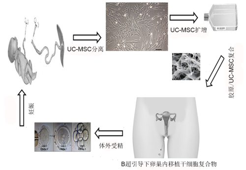 科普 | 干细胞治疗卵巢早衰，留住女性青春脚步