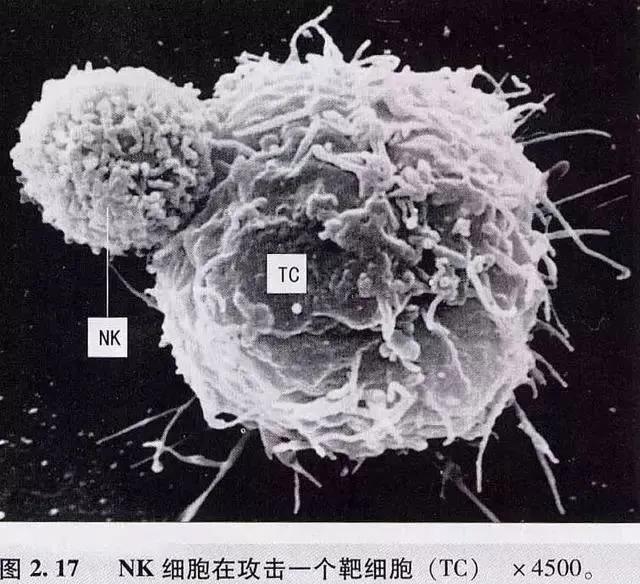 惊叹，小小的免疫细胞竟然这么厉害！