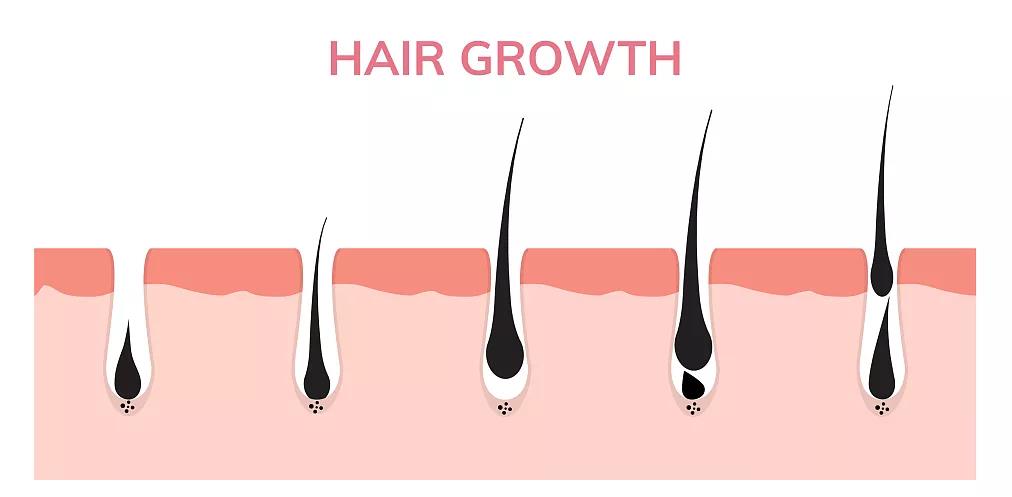 调节毛囊生长期