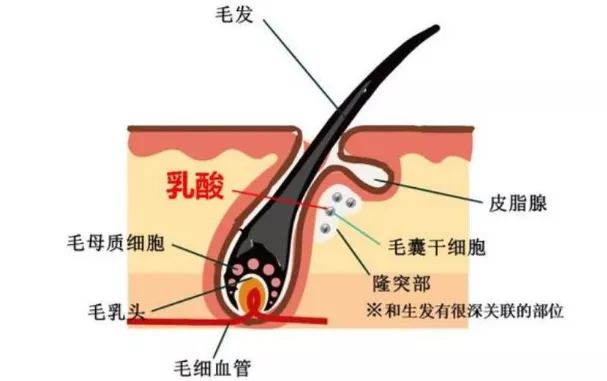 干细胞干预治疗脱发研究