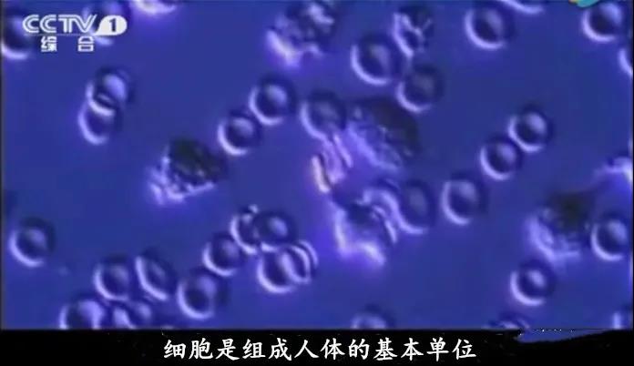 你的衰老,细胞负责! 你的衰老,细胞负责!