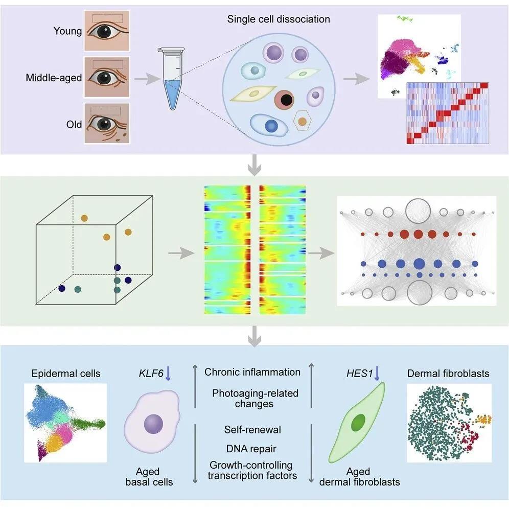  人皮肤衰老的单细胞转录组图谱研究