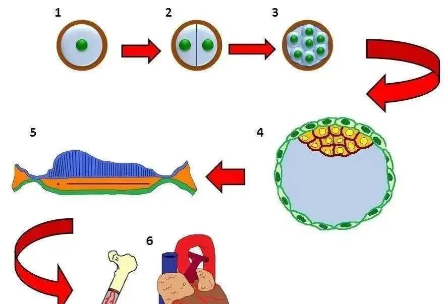 人类胚胎发育及组织形成中细胞潜能变化图