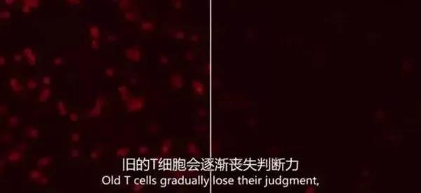 T细胞 T细胞