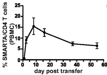 CD4 T细胞在慢性感染小鼠中缓慢收缩